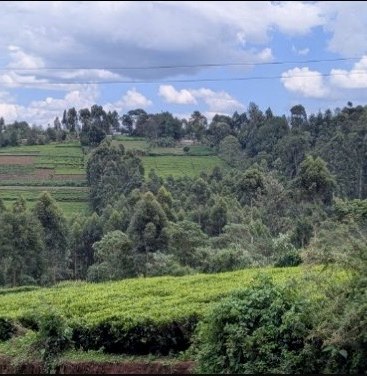 Green countryside in Kenya